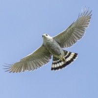Grey-lined Hawk